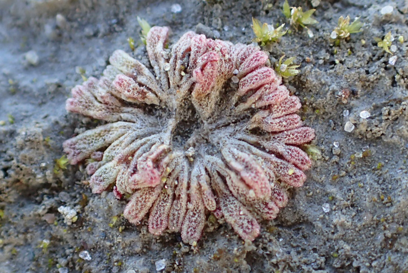 Riccia frostii